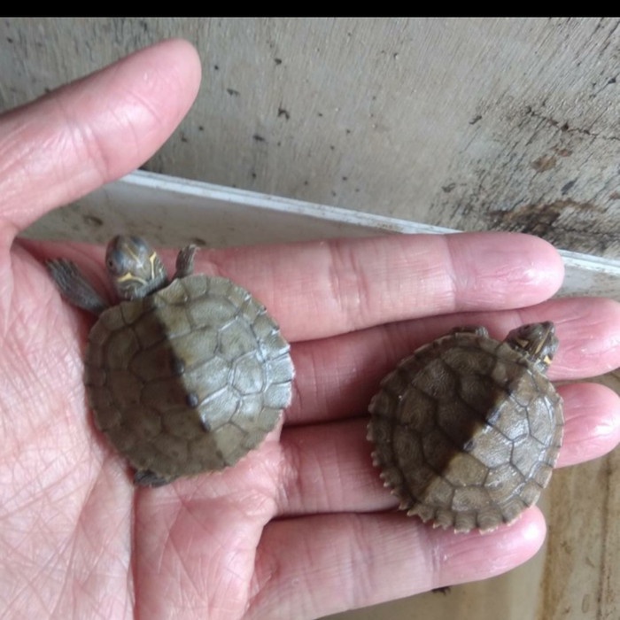 [COD] Kura Mississipi Map Terbaru