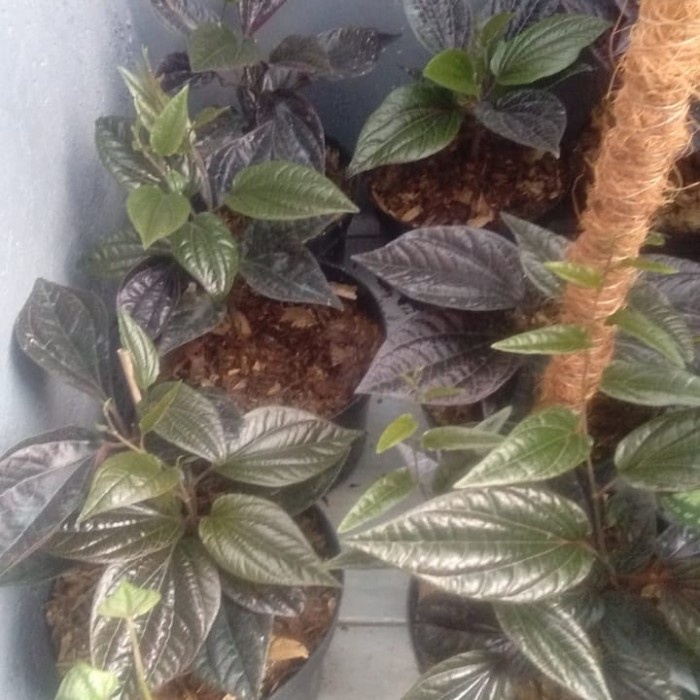 [COD] Tanaman Herbal Sirih Jambi Merah/Bibit Daun Sirih Kalimantan Unik Terbatas