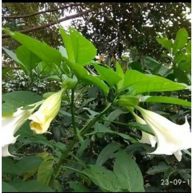 

Daun Kecubung 1kg Segar Obat Herbal Datura Metal
