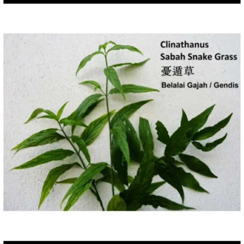 

Ready Daun Belalai Gajah Segar Sabah Snak Grass Clinatha Obat Herbal per500gram
