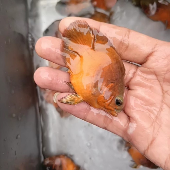 ✅New Oscar Sb Tembaga Diskon