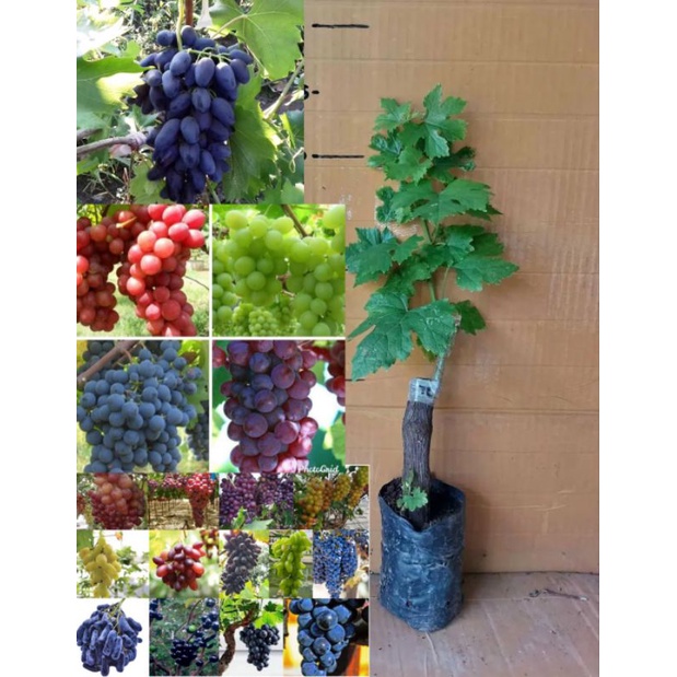 bibit anggur impor sudah berbunga/berbuah