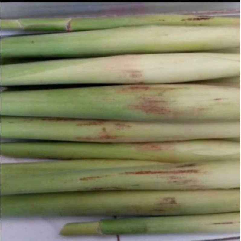 

Ready Terubuk Sayur Segar 500gram