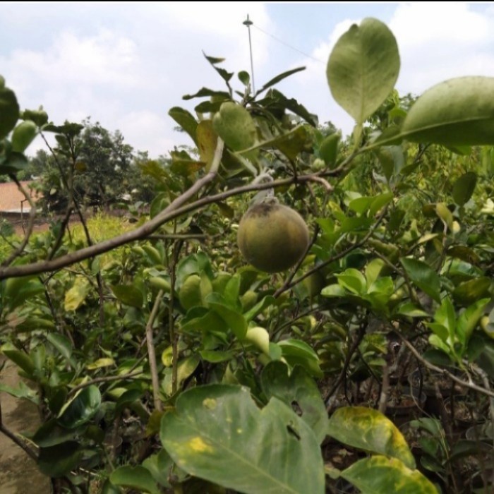 READY bibit tanaman buah jeruk bali sudah berbunga dan berbuah