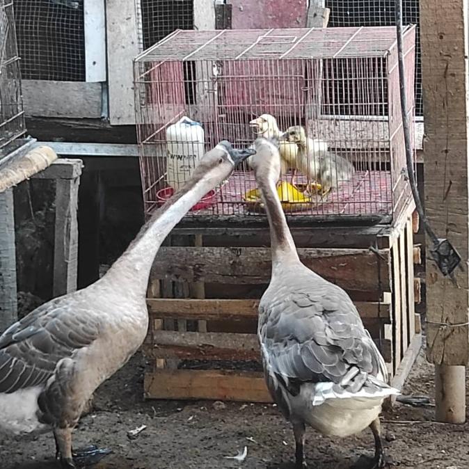 Jual Soang Jual Angsa Dewasa sepasang