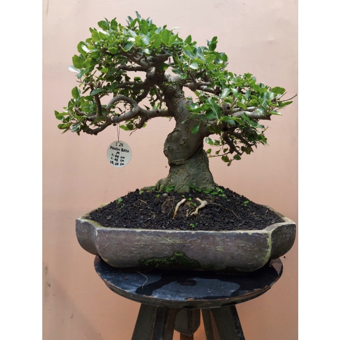 ✅New Ori Bonsai Phusu Batu M 34X42X28 Terbatas