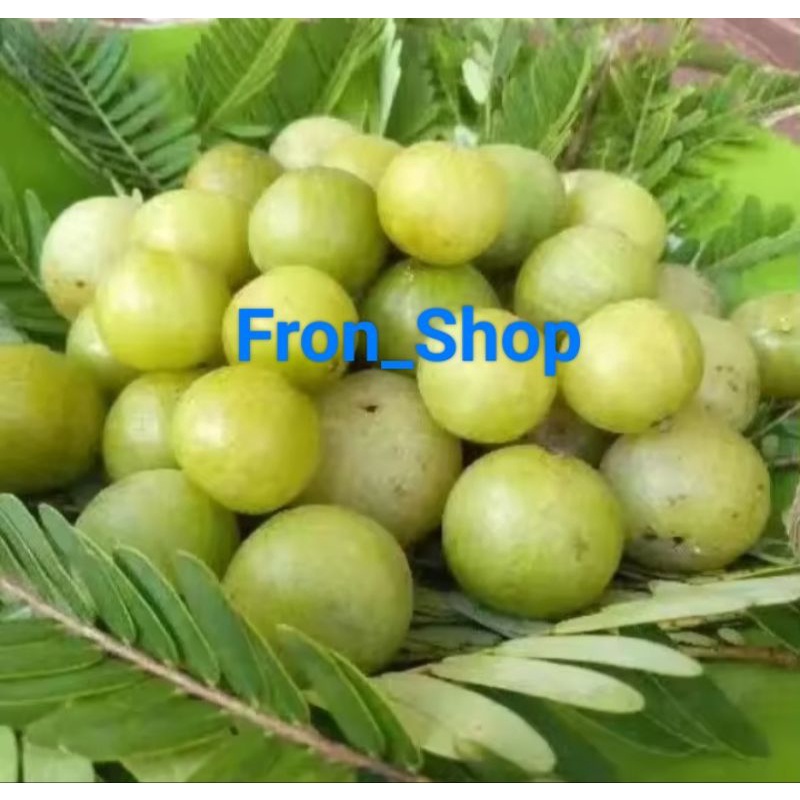 

Buah Malaka | Buah Amla Segar (2Kg)