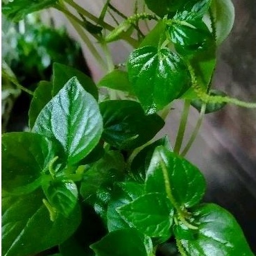 

daun sirih cina untuk mengobati demam