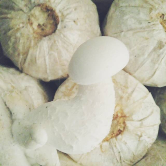 

Bibit Jamur Lky Musharoom F1