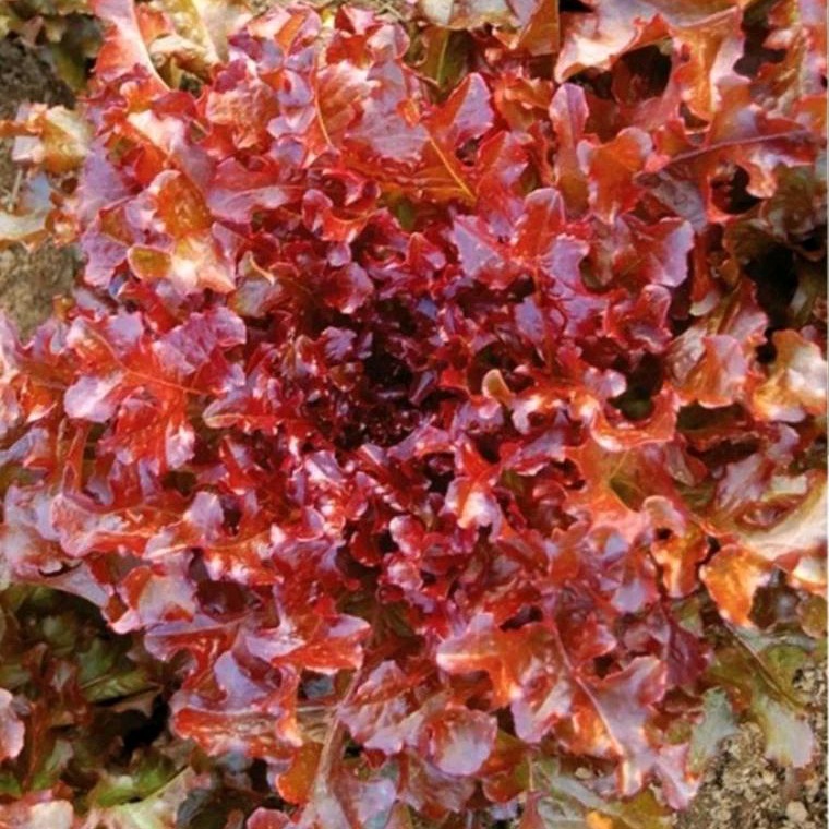 30 Bibit Biji Benih Selada Lettuce super Red Romaine/selada kriting romaine super keriting merah