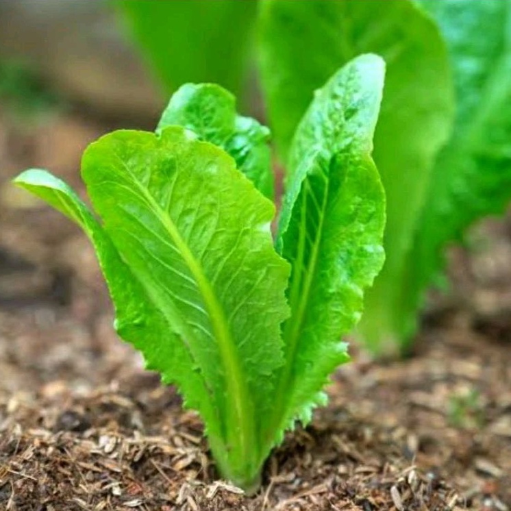 20 Butir Biji Benih Selada Green Romaine/selada hijau romaine