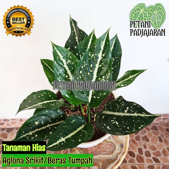 

Tanaman Hias Aglonema Srikit Anakan Tumpah, Sri Rezeqi