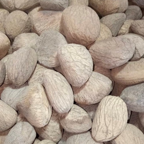 

Buah Kluwek Pucung (500 Gram)