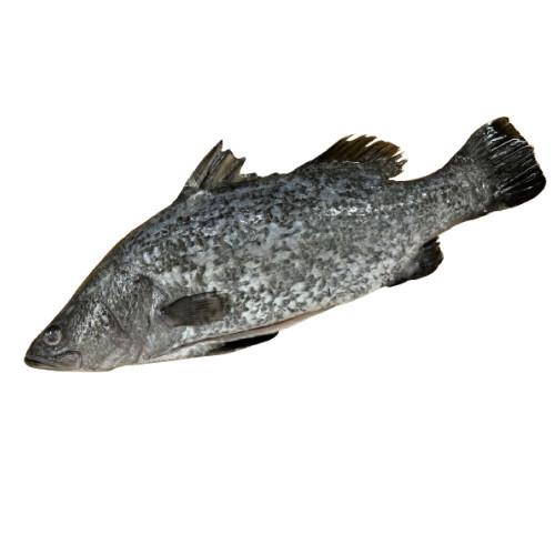 

Ikan Barramundi Whole Frozen GGS 500 - 600 g Best Seller