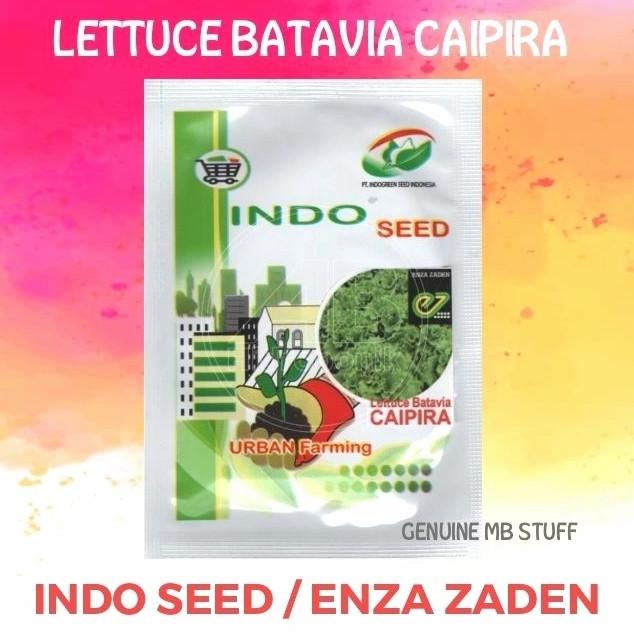 Benih Bibit Selada Caipira - Lettuce Batavia Caipira Ez Indo Seed 1Gr