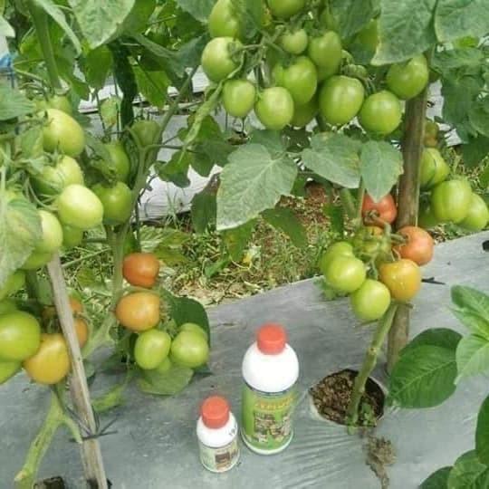 Paket Pertanian Tomat / Budidaya Tomat / Produk Nasa / Agen Nasa Resmi Berkualitas