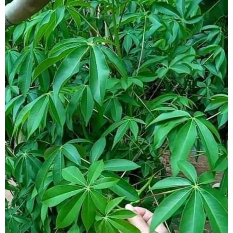 

Daun Randu Segar daun kapuk