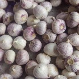 

Bawang Putih Tunggal Bawang Lanang 1kg