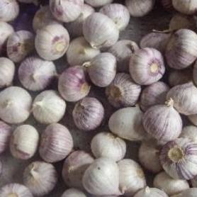 Bawang Putih Tunggal Bawang Lanang 1kg