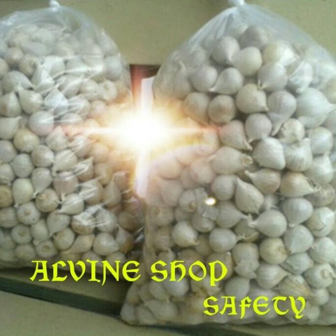 

BAWANG PUTIH TUNGGAL / BAWANG LANANG ALAMI