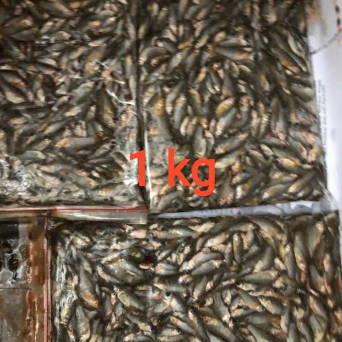 Cere Laut Beku / Pakan Ikan / Ikan Cere
