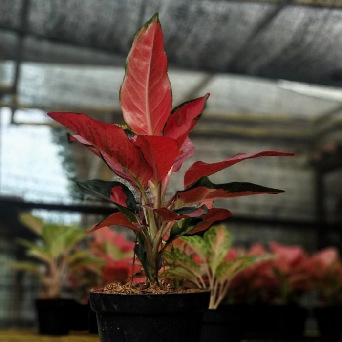 [New] Suksom Jaipong Spesial Jumbo Terbatas