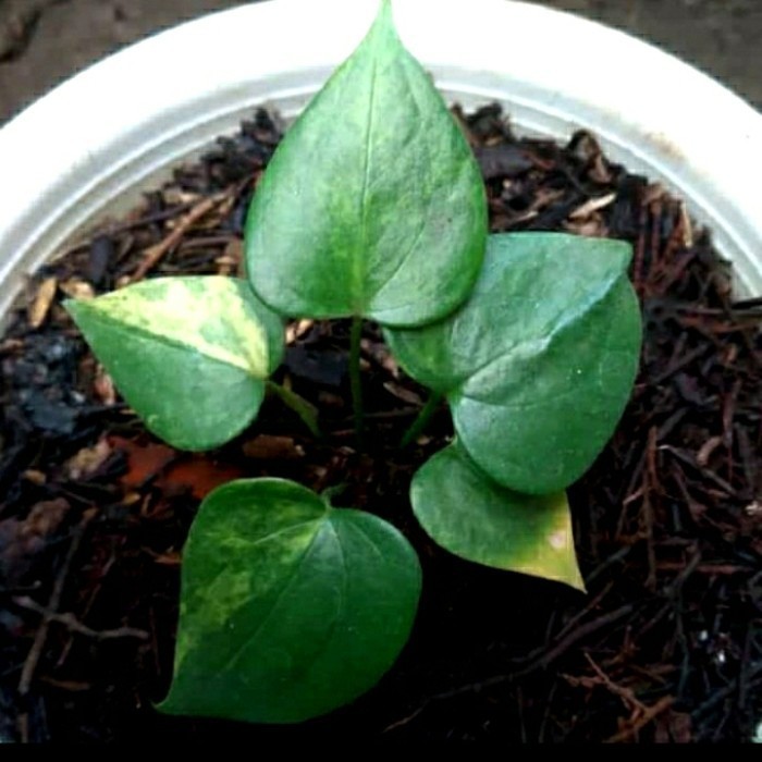 [New] Tanaman Hias Anthurium Pterodactyl Variegata Rimbun Real Pic Terbaru