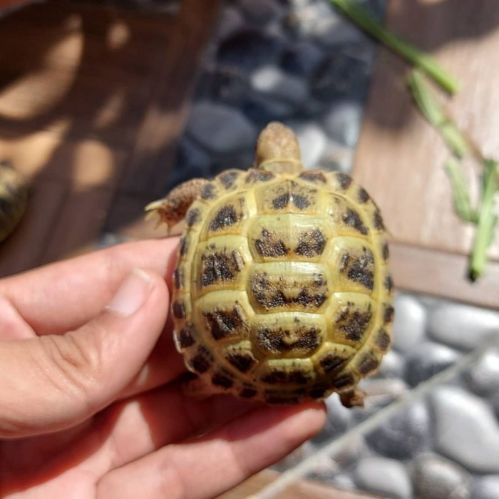 [New] Tortoise Russian Torto Terbaru
