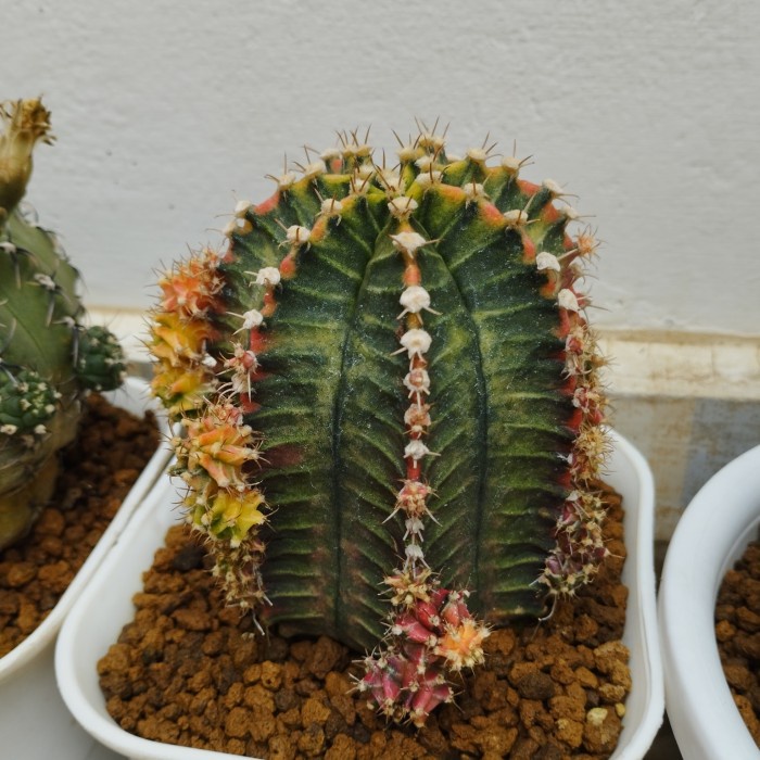 [New] Gymnocalycium Mihanovichii Starfire Terbaru