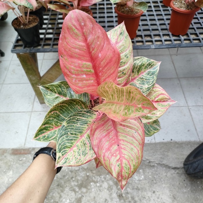 [New] Aglonema Huges Trah Merah Diskon