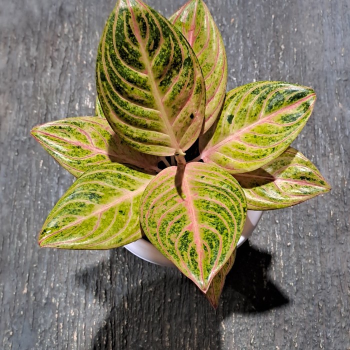 [New] Aglonema Maeswara Terbaru