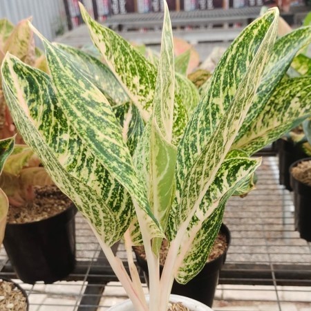 [New] Aglonema Widuri Putih Diskon