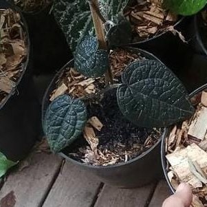 [COD] Sirih Hitam Wulung Berkualitas