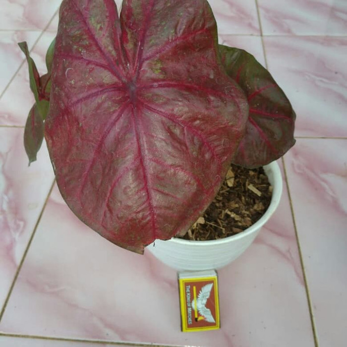 [COD] Pohon Caladium Red Stard - Caladium Red Terbaru