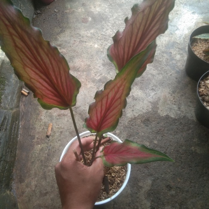 [COD] Tanaman Hias Keladi Keris Merah/LebarPot Putih Limited