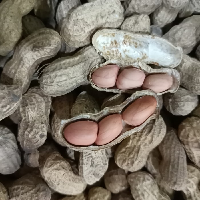 

RWS - KACANG KULIT SANGRAI/GORENG PASIR 500gr - Snack Jogja