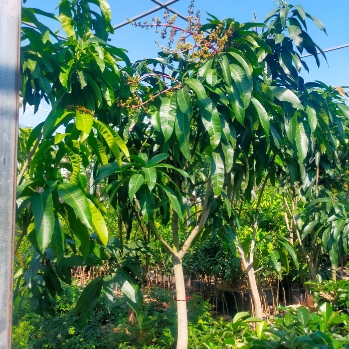 OBBRAALL bibit pohon tanaman buah mangga miyazaki 2 meter kondisi berbunga