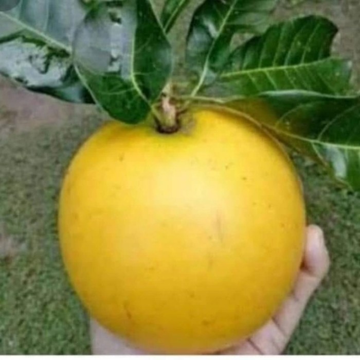 OBBRAALL bibit tanaman buah sawo abiu sawo australia jumbo