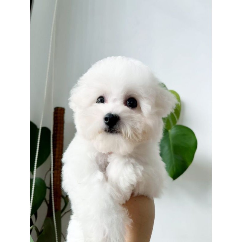 baby BICHON FRISE BETINA