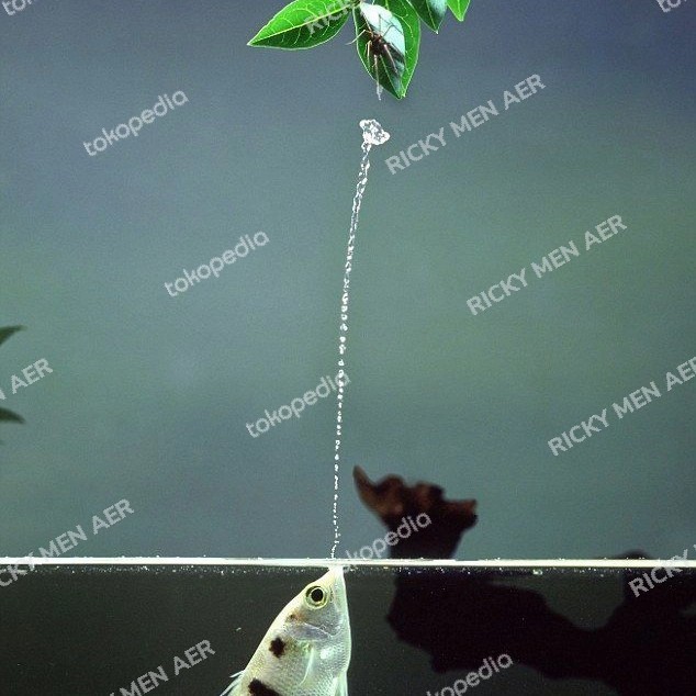 Archer Fish Sumpit Ikan