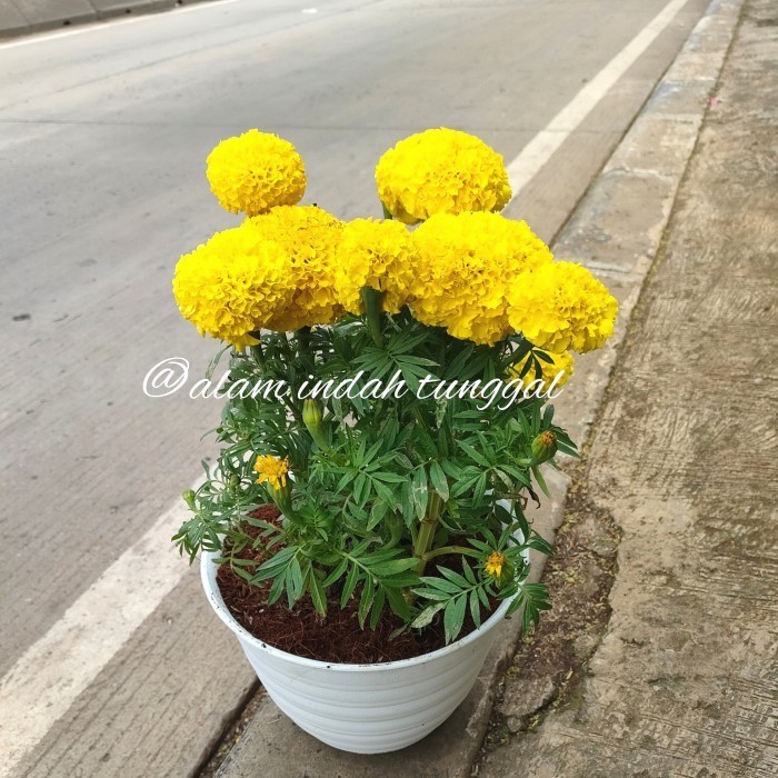 TANAMAN BUNGA MARIGOLD RIMBUN + POT PUTIH