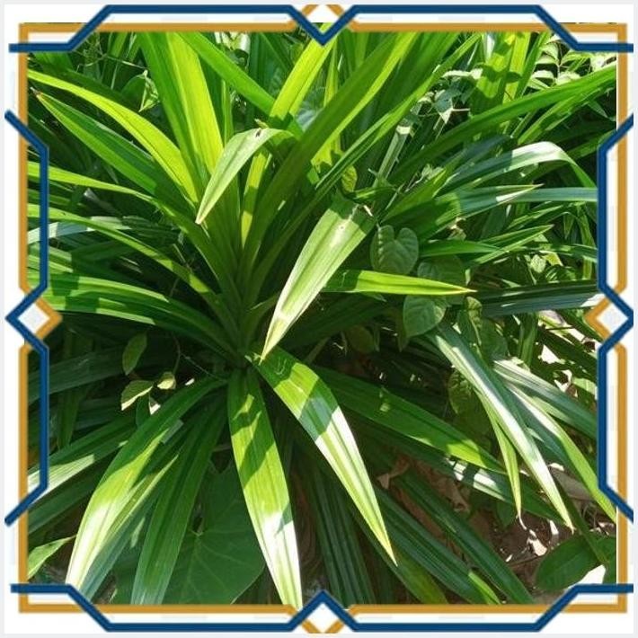 

[SSC] DAUN PANDAN WANGI 100 GRAM / IKAT FRESH DIPETIK SETELAH DI ORDER