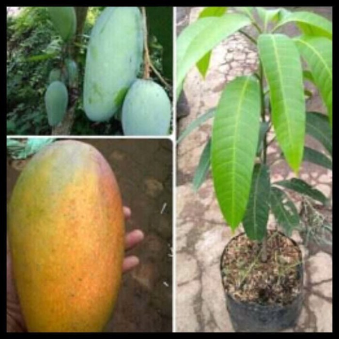 Bibit Tanaman Mangga Kiyojay Unggul Pohon Mangga Kiojay POHON