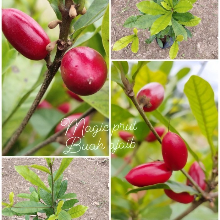 bibit buah magic fruit miracle/pohon buah ajaib POHON