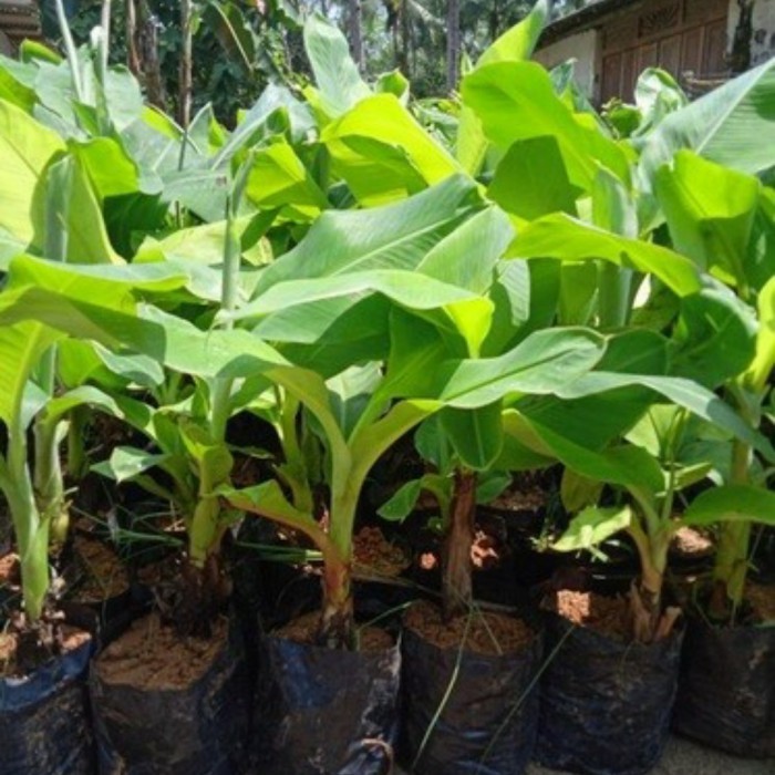 Bibit pisang, bonggol pisang bertunas, pohon pisang raja bulu POHON