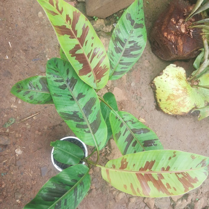 bibit tanaman hias banana blood - bonggol pisang varigata - bonggol pi POHON