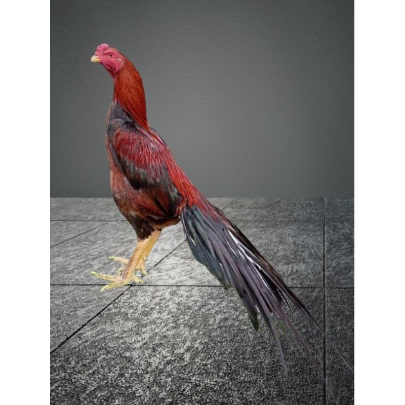 

telur vertil ayam ekor lidi