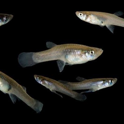 pakan predator ikan cere hidup