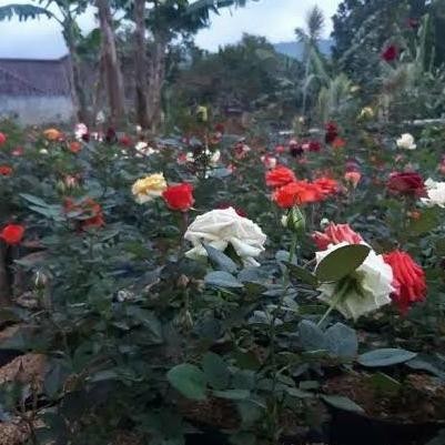 Big Sale Tanaman hias mawar / bunga mawar - merah maroon ,.