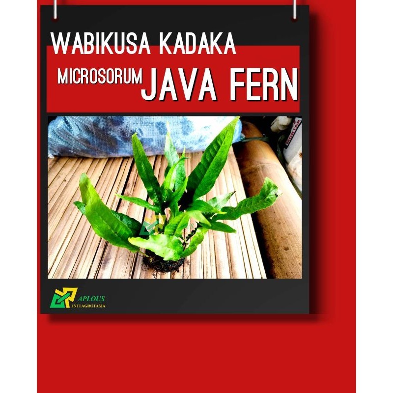 Kadaka Microsorum Java Fern Media Wabikusa Tanaman Hiasan Aquarium